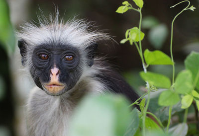 Close-up portrait of monkey