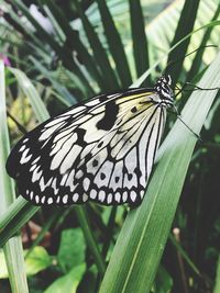 Close-up of butterfly perching on leaf