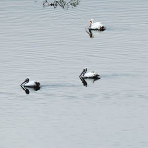 Ducks swimming in lake