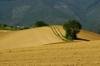 Scenic view of agricultural field against mountains