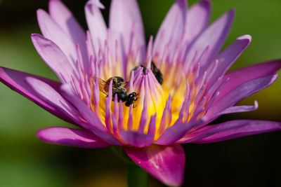 Close-up of bee pollinating on pink flower