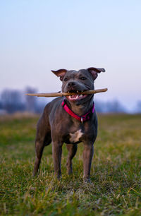 Portrait of dog sitting on field