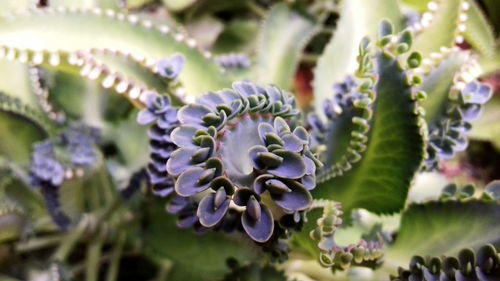 Close-up of purple flowers