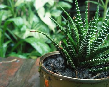 Close-up of potted plant