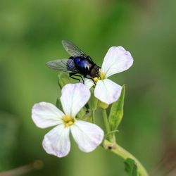 Close-up of insect pollinating on flower