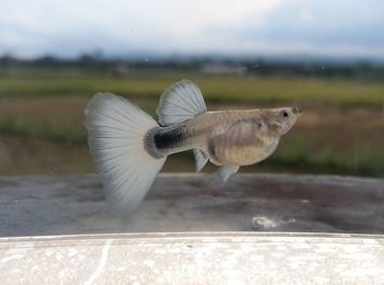 Close-up of bird flying over water