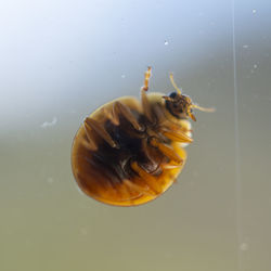 Close-up of jellyfish swimming in sea