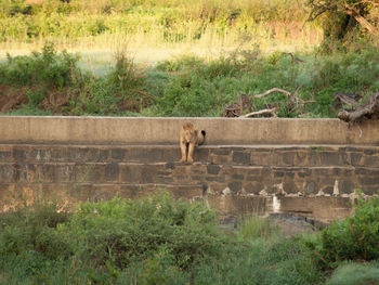 View of a cat on grassland