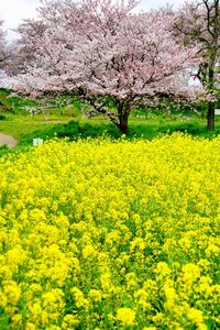 Scenic view of field