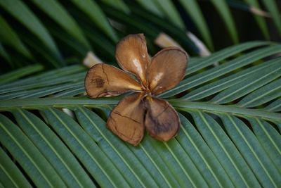 Close-up of fresh green leaves on plant