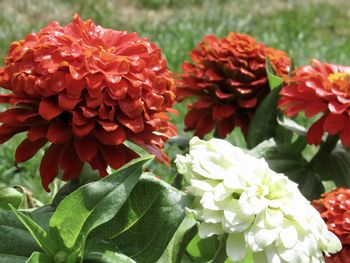 Close-up of red flowering plant