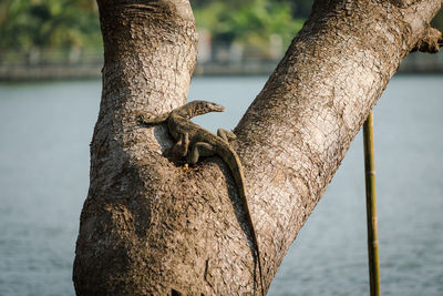 Close-up of elephant on tree trunk by lake