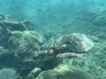 Close-up of turtle swimming in sea