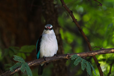 Bird perching on branch