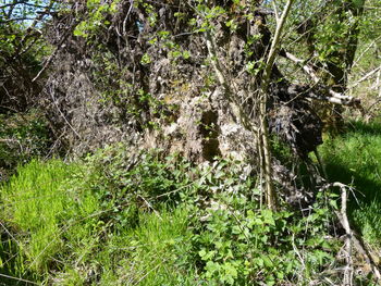 Trees growing in field