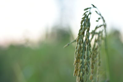 Close-up of crops growing on field against sky