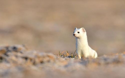 Close-up of squirrel on field