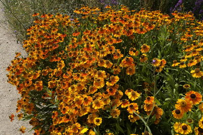 High angle view of orange flowering plants