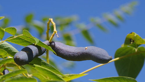 Close-up of fresh green leaves on plant