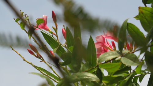 Close-up of pink flowering plant