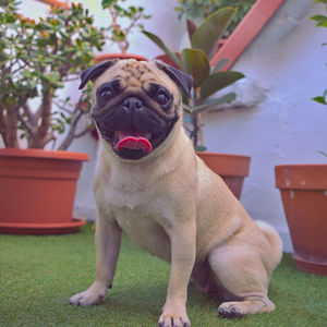 The carlino dog is a small dog very appreciated as a pet for its size and for being very sociable.