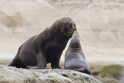 Aquatic mammals on rock at beach