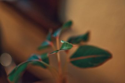 Close-up of rose on plant