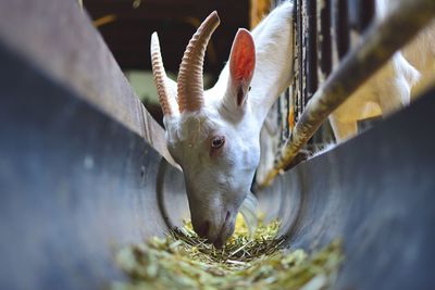 Close-up of goat eating hay