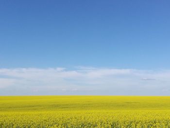 Scenic view of oilseed rape field against sky