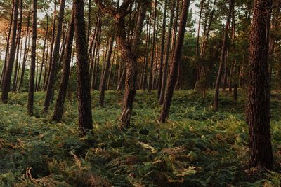 Pine trees in forest