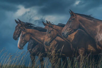 Horses on field against sky