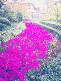 Pink flowers blooming in park