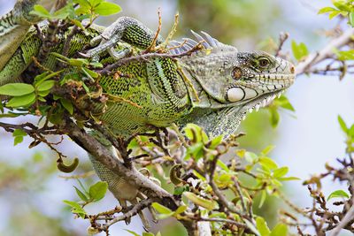 Close up on iguana in a tree