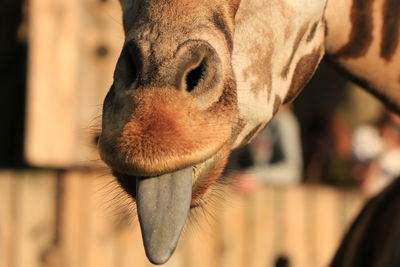 Close-up of a giraffe