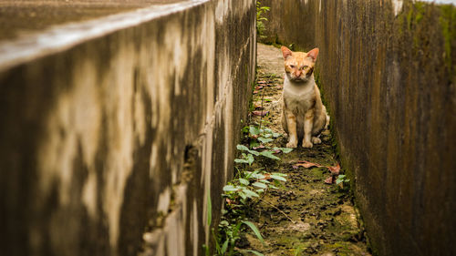 Portrait of a dog looking away against wall