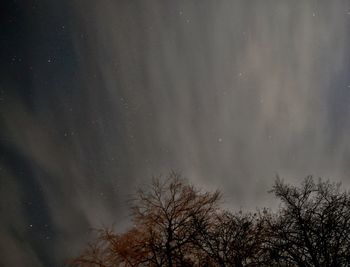 Low angle view of silhouette trees against sky at night