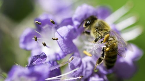 Close-up of bee on purple flower