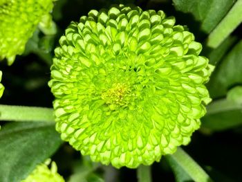 Close-up of yellow flower blooming outdoors