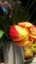 Close-up of red rose flower