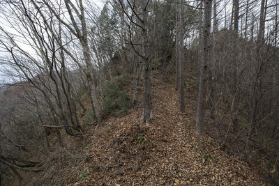 View of bare trees in forest