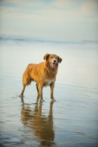 High angle view of golden retriever on shore against sky