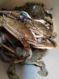 dungeness crab