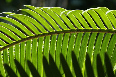 Close-up of palm leaves