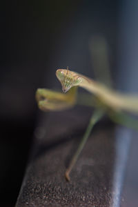 Close-up of insect on plant