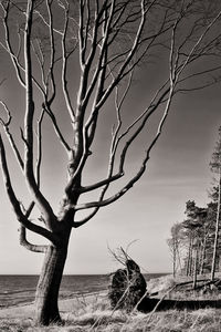 Bare tree by sea against sky