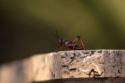 Juvenile brown and yellow eastern lubber grasshopper romalea microptera also called romalea guttata 