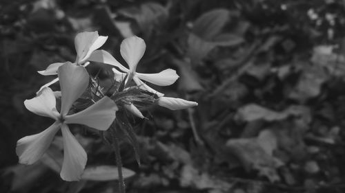 Close-up of flower blooming outdoors