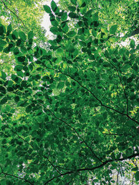 Low angle view of tree