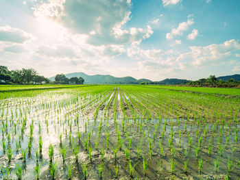 Scenic view of agricultural field against sky