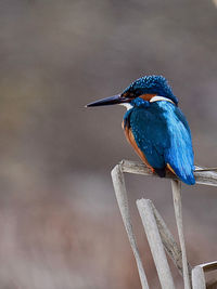 Close-up of bird perching